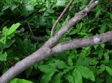 Vaccinium arctostaphylos