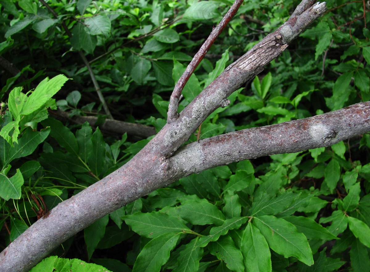 Image of Vaccinium arctostaphylos specimen.