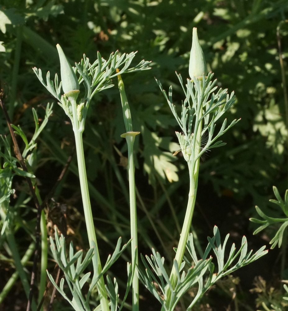 Image of Eschscholzia californica specimen.