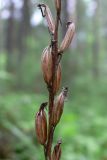Platanthera bifolia