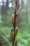 Platanthera bifolia. Часть соплодия с раскрывшимися плодами-коробочками. Свердловская обл., окр. г. Североуральск, травяно-моховой сосняк с елью на известняках. 10.08.2008.