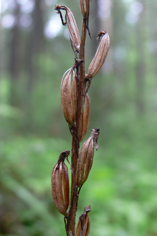 Изображение особи Platanthera bifolia.