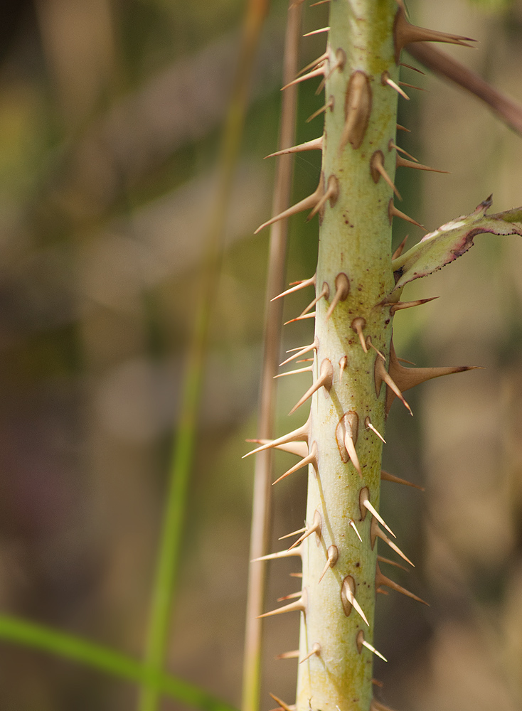 Image of genus Rosa specimen.