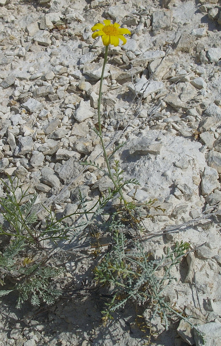 Image of Anthemis trotzkiana specimen.