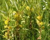 Naumburgia thyrsiflora