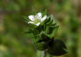 Arenaria serpyllifolia. Цветок. Республика Адыгея, г. Майкоп, во дворе дома на лужайке. 08.04.2016.