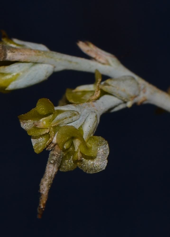 Image of Noaea mucronata specimen.