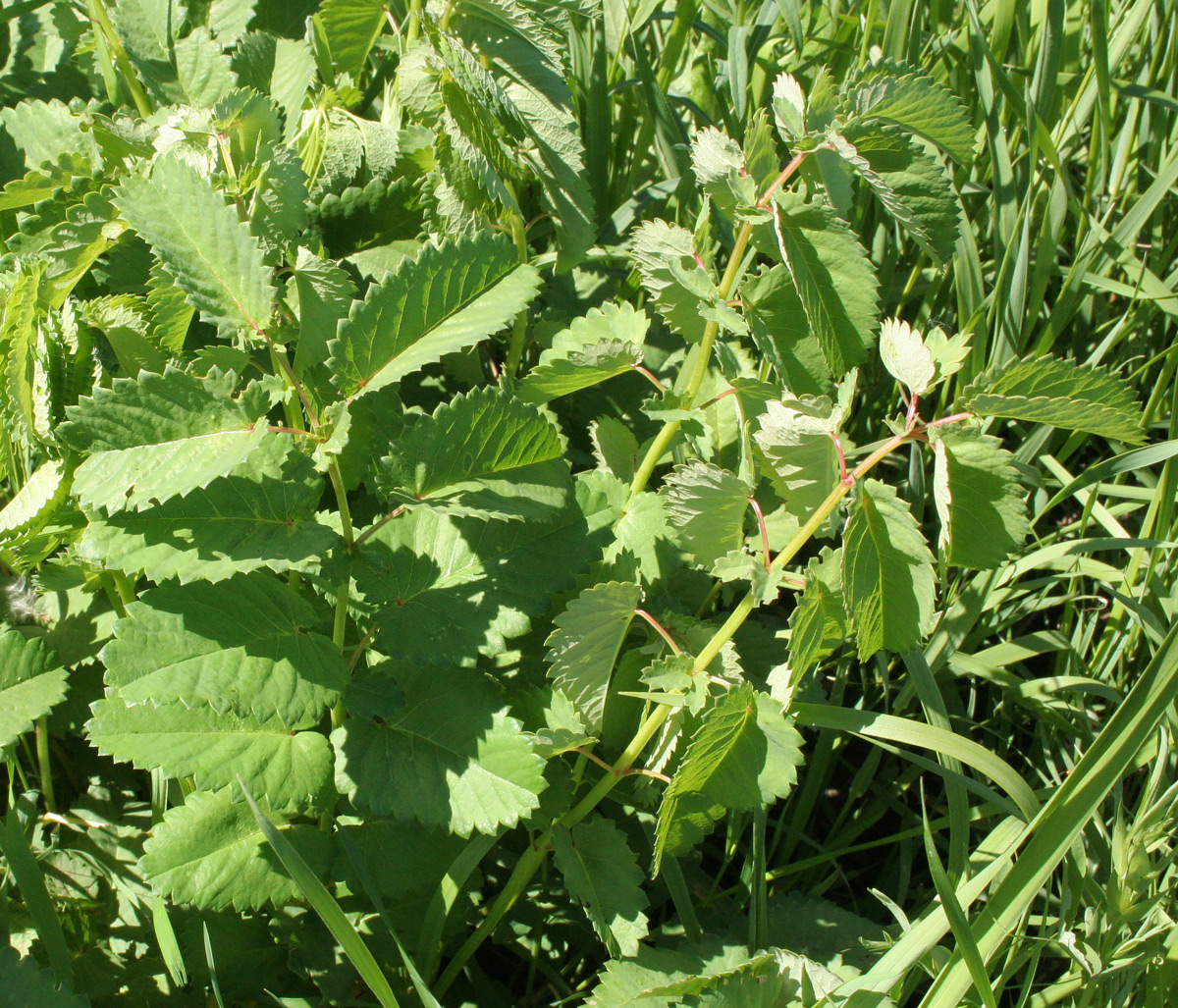 Image of Sanguisorba officinalis specimen.