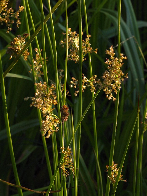 Изображение особи Juncus effusus.