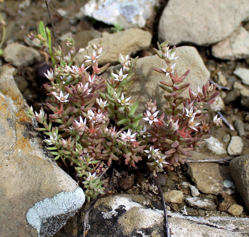 Image of Sedum pentapetalum specimen.