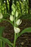 Cephalanthera damasonium. Соцветие. Крым, Симферополь, ботанический сад университета, кленовая роща. 3 мая 2016 г.