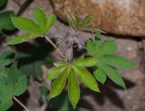 род Gossypium