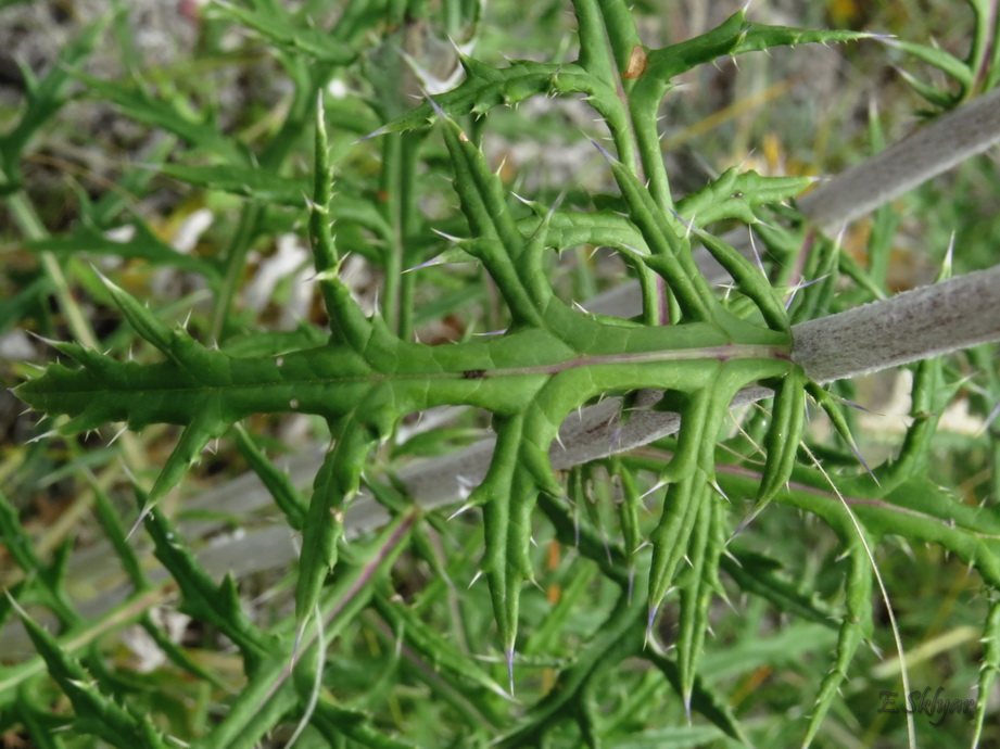 Image of Echinops biebersteinii specimen.