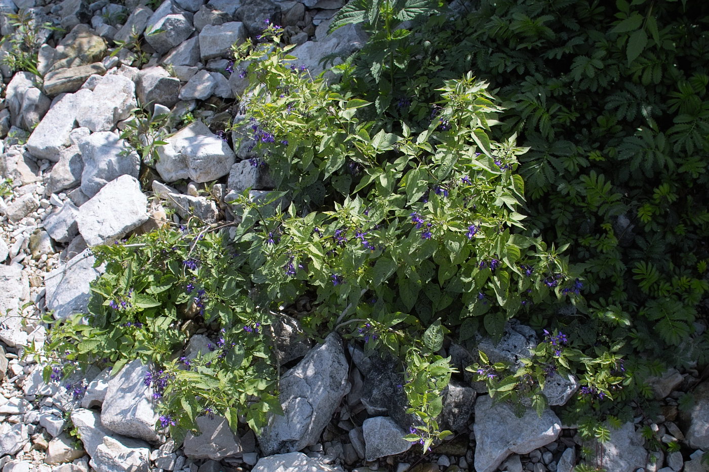 Изображение особи Solanum dulcamara.