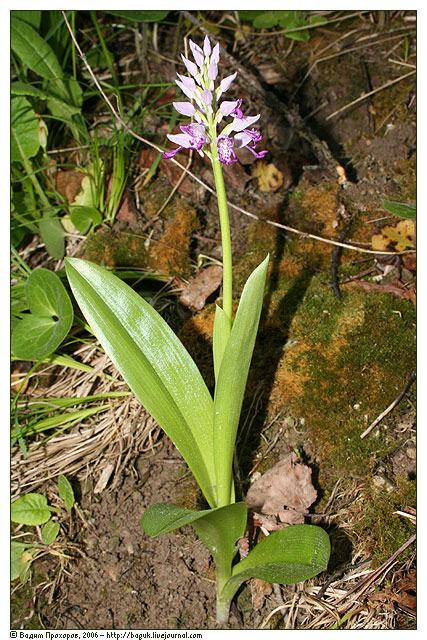 Изображение особи Orchis militaris.