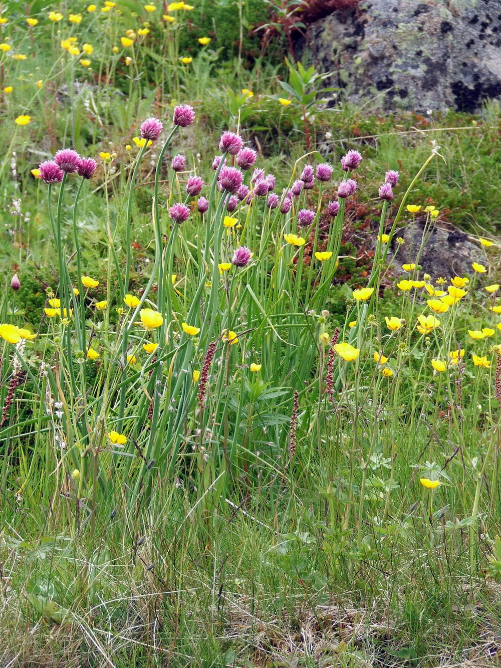 Изображение особи Allium schoenoprasum.