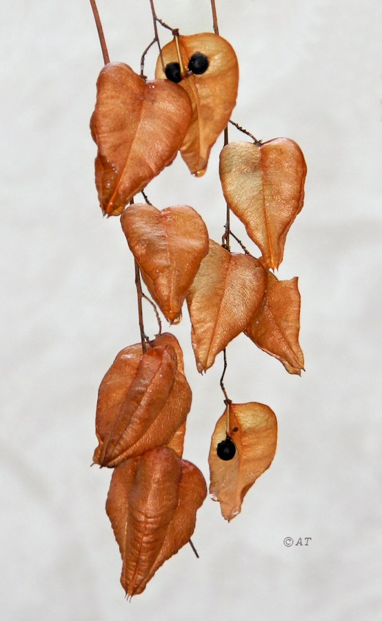 Image of Koelreuteria paniculata specimen.