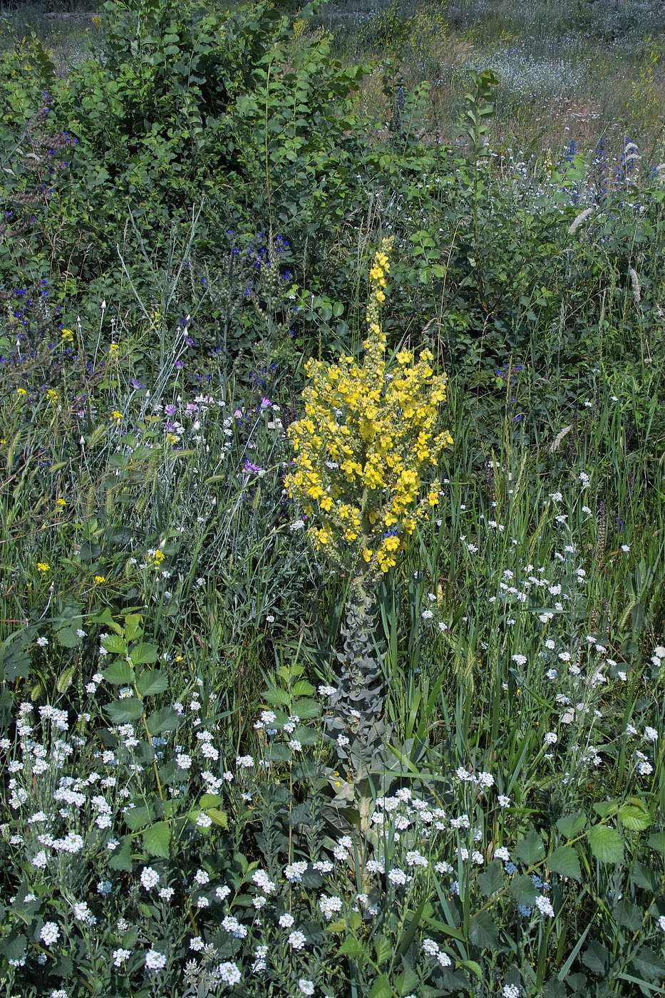 Image of Verbascum speciosum specimen.