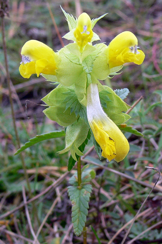 Изображение особи Rhinanthus vernalis.