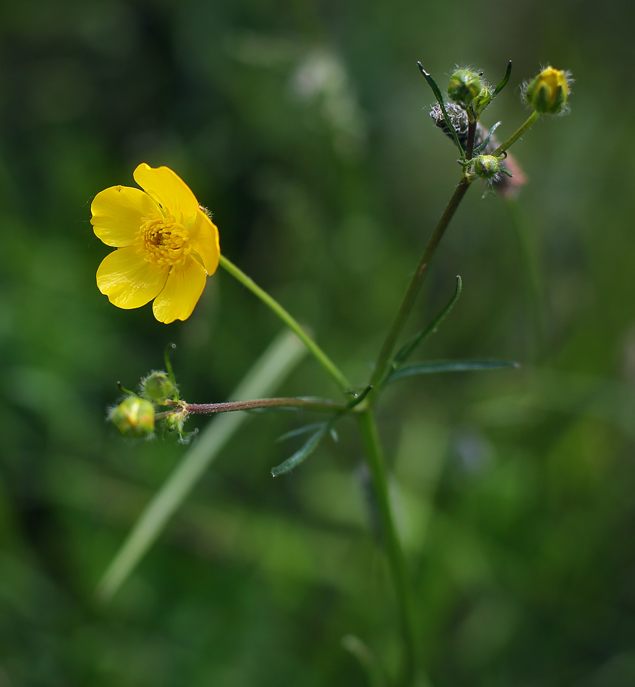 Изображение особи Ranunculus polyanthemos.