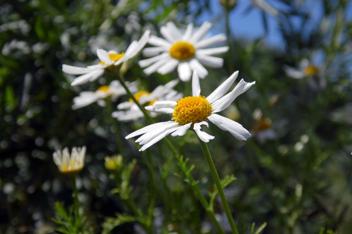 Image of Tripleurospermum inodorum specimen.