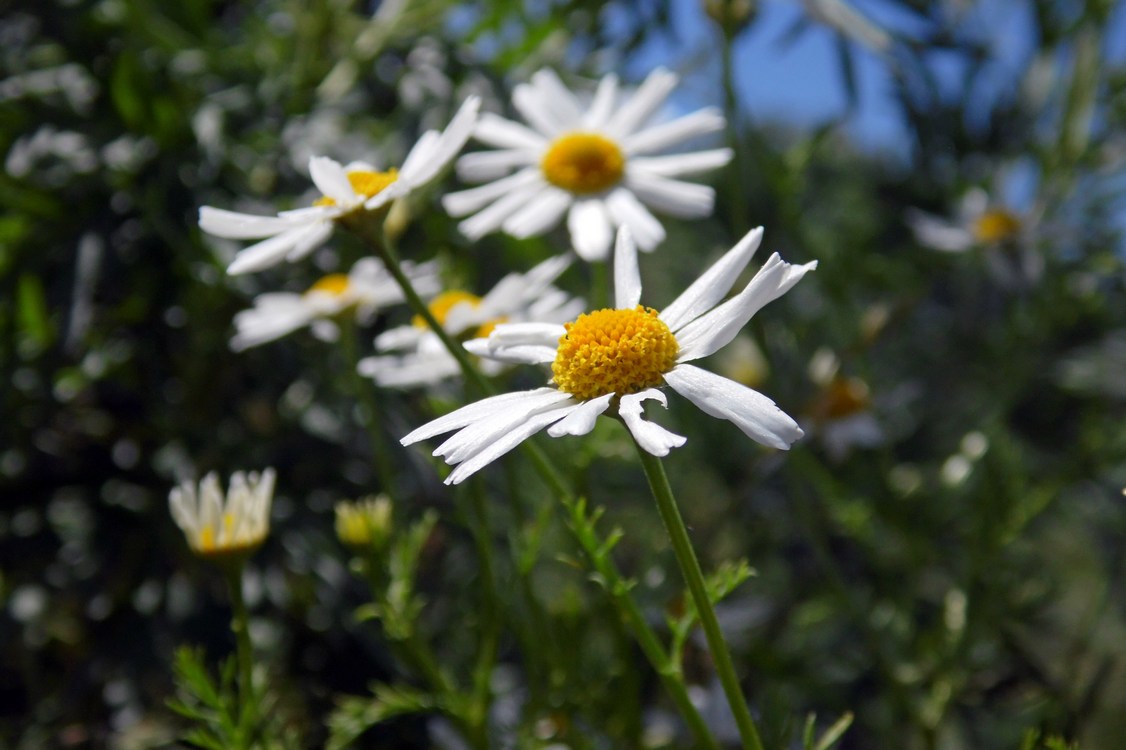 Изображение особи Tripleurospermum inodorum.