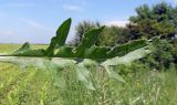 Cirsium incanum