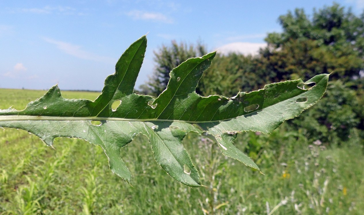 Изображение особи Cirsium incanum.