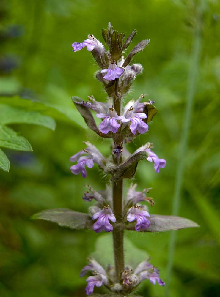 Image of Ajuga reptans specimen.