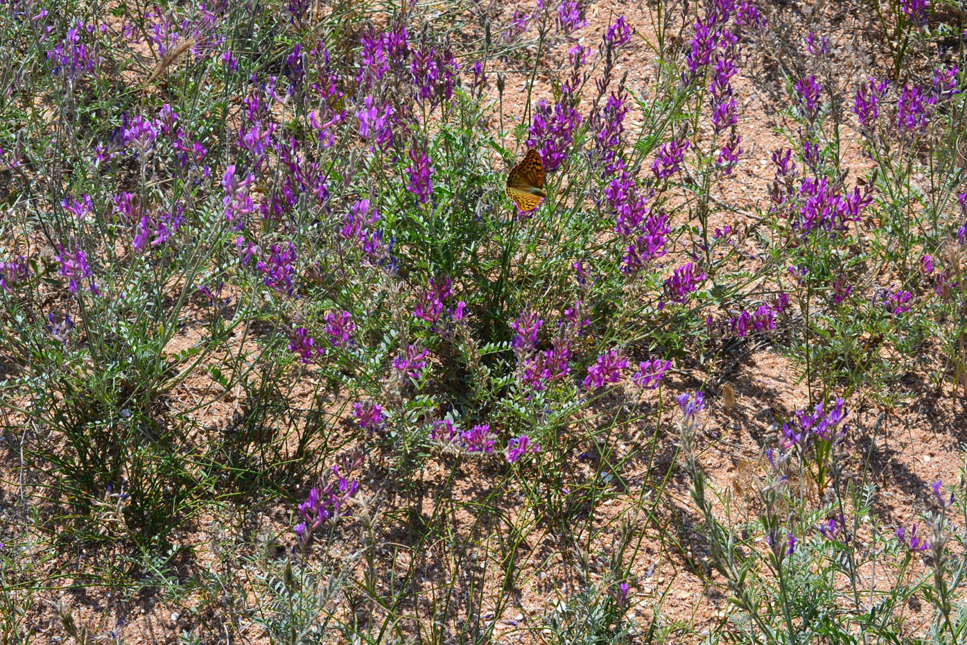 Изображение особи Astragalus varius.