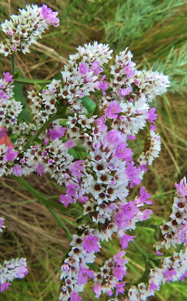 Изображение особи Goniolimon speciosum.