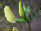 Vicia grandiflora