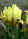 Iris pumila