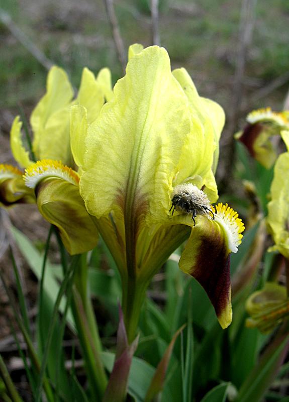Image of Iris pumila specimen.