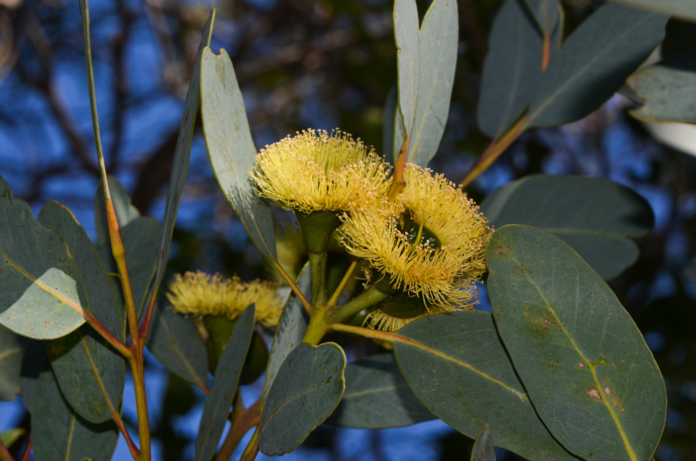 Изображение особи Eucalyptus woodwardii.