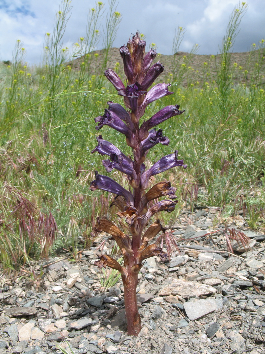 Изображение особи Orobanche amoena f. colossea.