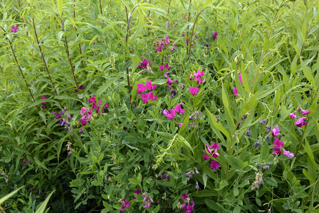 Изображение особи Lathyrus tuberosus.