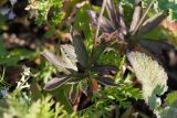 Anemone sylvestris. Листья. Татарстан, Новошешминский р-н, остепненный луг на увале в окр. села Татарское Утяшкино. 4 июля 2016 г.