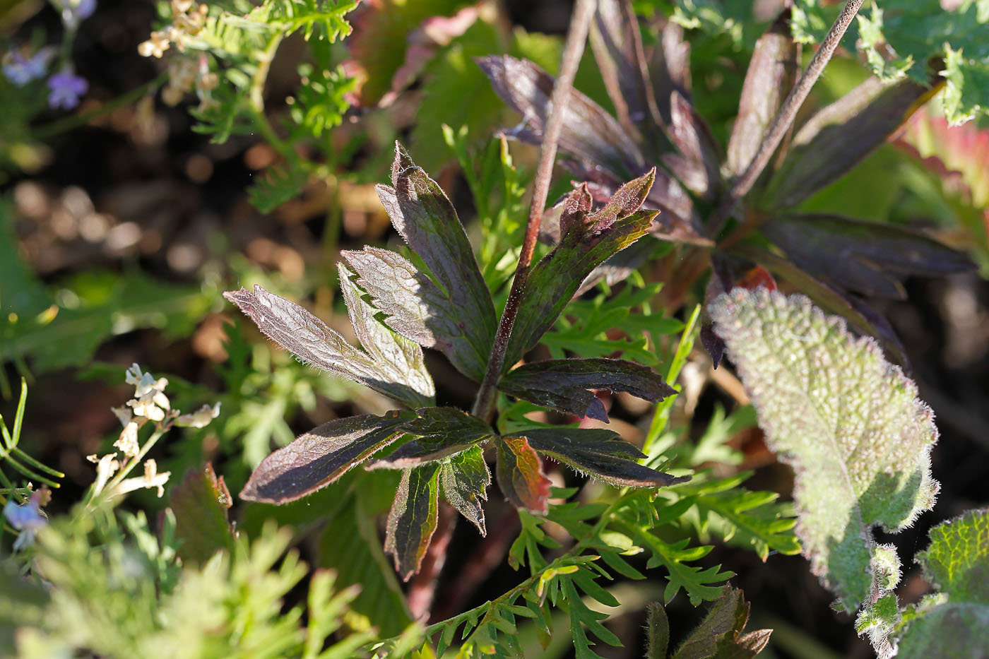 Изображение особи Anemone sylvestris.