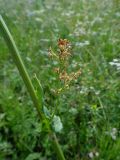 Rumex acetosa. Средняя часть стебля с пазушным соцветием. Иркутская обл., Иркутский р-н, дер. Позднякова, луг. 08.07.2016.