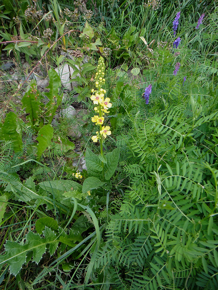 Изображение особи Verbascum nigrum.