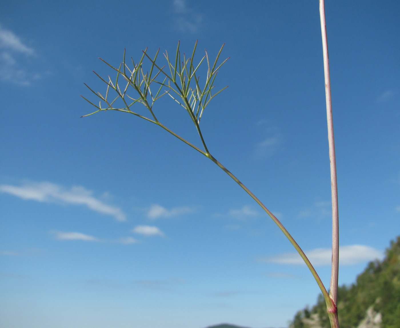 Изображение особи Peucedanum longifolium.