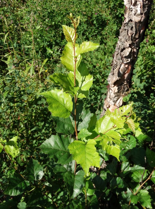 Изображение особи Betula dauurica.