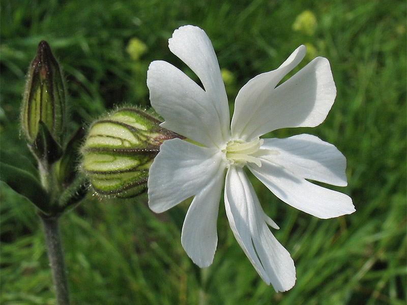 Image of Melandrium album specimen.