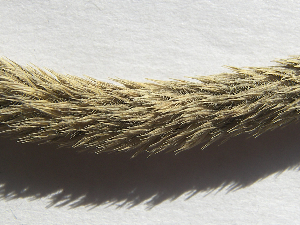 Image of Phleum tzvelevii specimen.