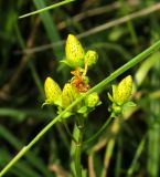 Hypericum maculatum