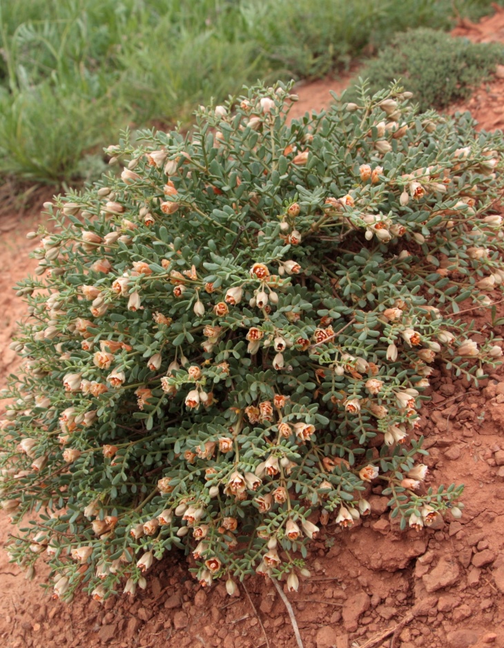 Изображение особи Zygophyllum pinnatum.