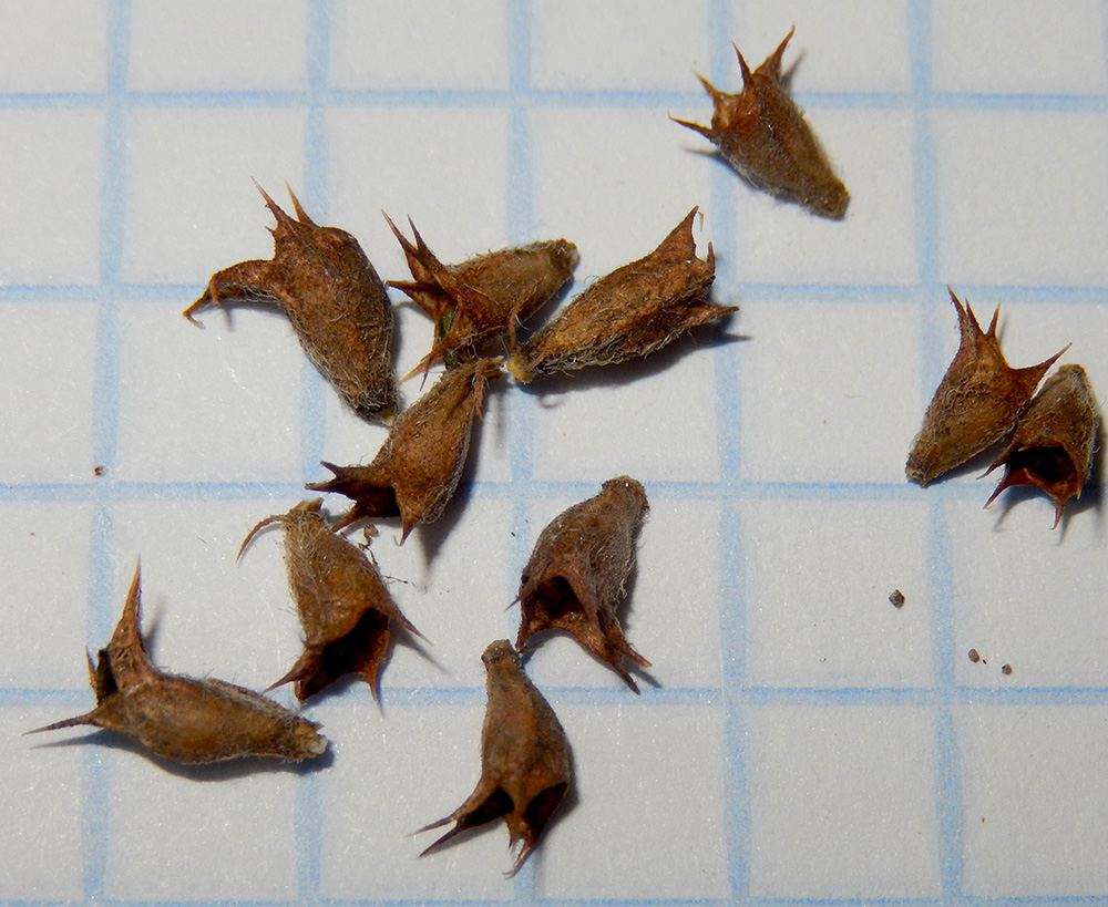 Image of Ballota nigra specimen.