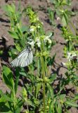 Stachys annua. Верхушка цветущего растения с кормящейся бабочкой боярышницей обыкновенной. Восточный Казахстан, Глубоковский р-н, окр. с. Тарханка, обочина грунтовой дороги. 07.06.2013.