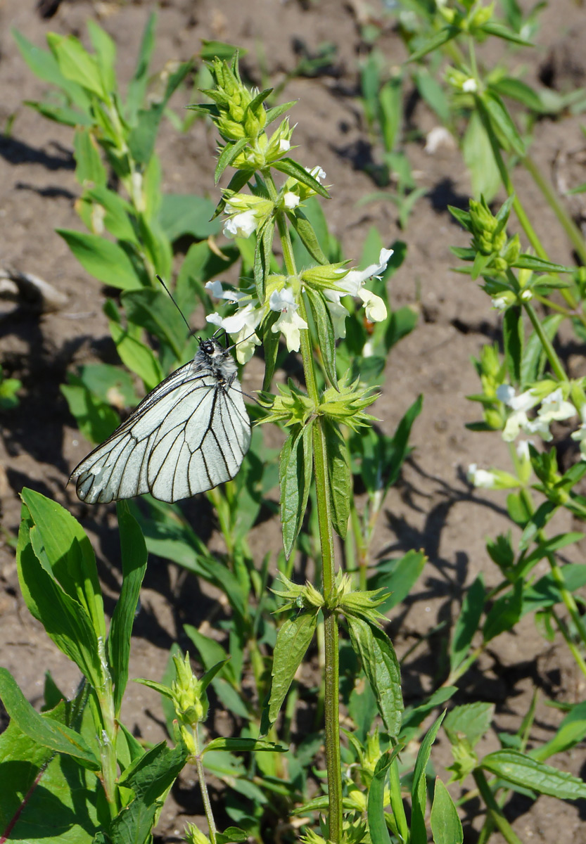 Image of Stachys annua specimen.